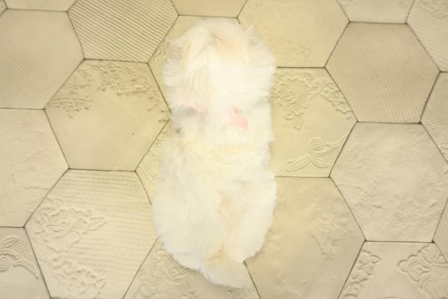 静岡県のマルチーズ (Coo&RIKU藤枝店/2025年10月26日生まれ/男の子/ホワイト)の子犬の4枚目の画像