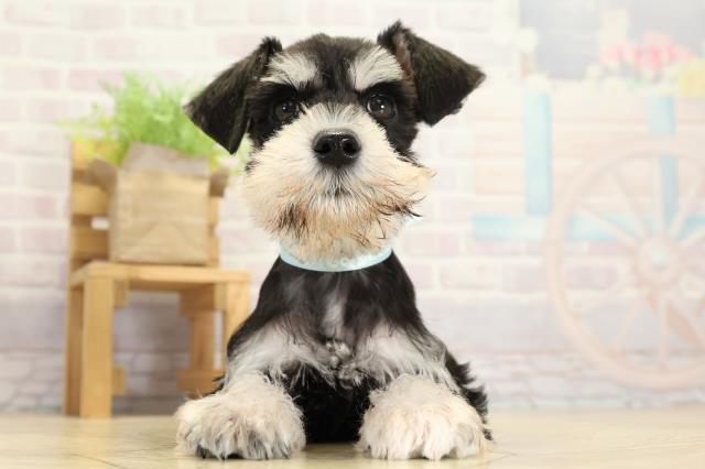 静岡県のミニチュアシュナウザー (Coo&RIKU浜松店/2025年10月29日生まれ/男の子/ブラックシルバー)の子犬の1枚目の画像