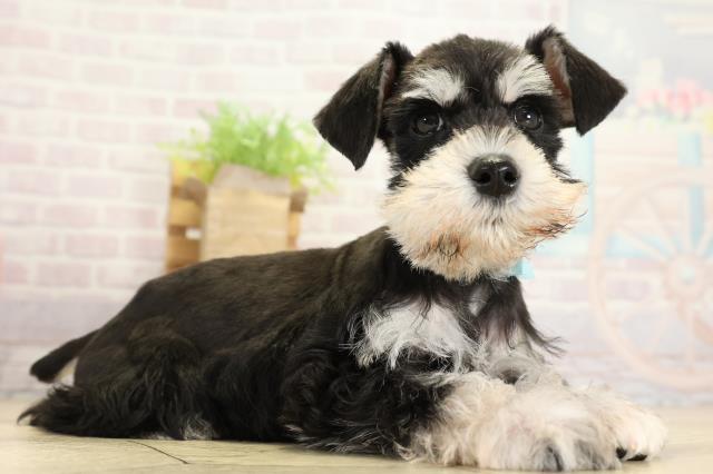 静岡県のミニチュアシュナウザー (Coo&RIKU浜松店/2025年10月29日生まれ/男の子/ブラックシルバー)の子犬の2枚目の画像