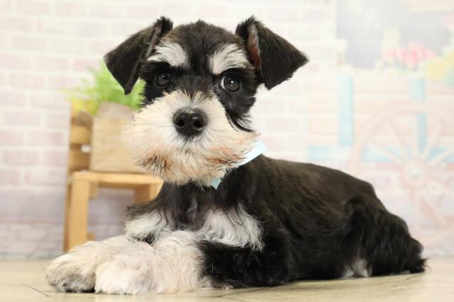 静岡県のミニチュアシュナウザー (Coo&RIKU浜松店/2025年10月29日生まれ/男の子/ブラックシルバー)の子犬の3枚目の画像