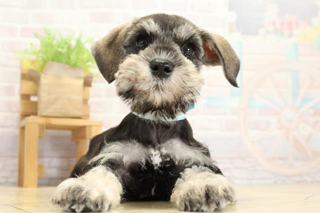愛知県のミニチュアシュナウザー (Coo&RIKU春日井店/2025年10月29日生まれ/男の子/ソルトペッパー)の子犬の1枚目の画像