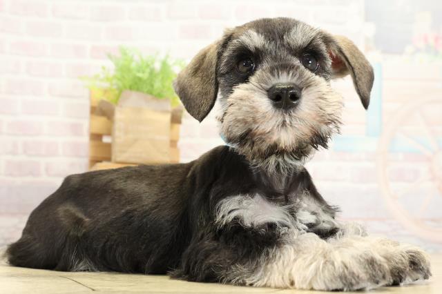 愛知県のミニチュアシュナウザー (Coo&RIKU春日井店/2025年10月29日生まれ/男の子/ソルトペッパー)の子犬の2枚目の画像