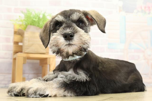 愛知県のミニチュアシュナウザー (Coo&RIKU春日井店/2025年10月29日生まれ/男の子/ソルトペッパー)の子犬の3枚目の画像