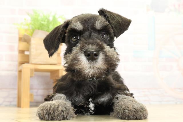 岐阜県のミニチュアシュナウザー (Coo&RIKU各務原店/2025年10月29日生まれ/男の子/ブラックシルバー)の子犬の1枚目の画像