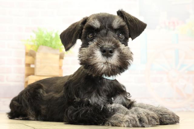 岐阜県のミニチュアシュナウザー (Coo&RIKU各務原店/2025年10月29日生まれ/男の子/ブラックシルバー)の子犬の2枚目の画像