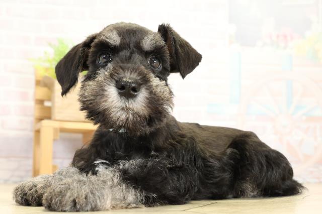 岐阜県のミニチュアシュナウザー (Coo&RIKU各務原店/2025年10月29日生まれ/男の子/ブラックシルバー)の子犬の3枚目の画像