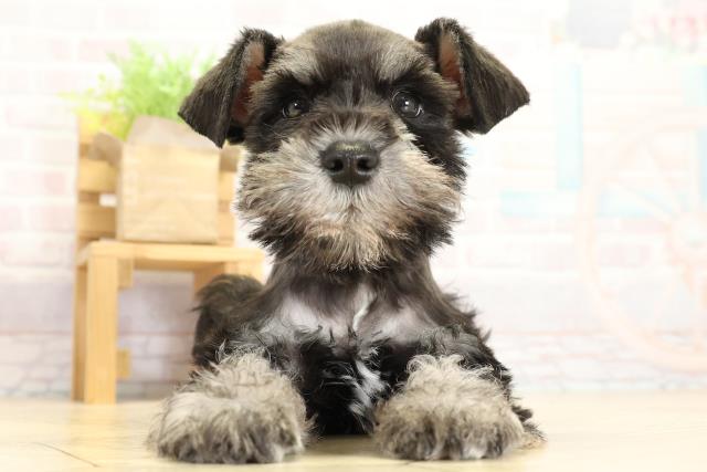 静岡県のミニチュアシュナウザー (Coo&RIKU掛川店/2025年10月29日生まれ/男の子/ブラックシルバー)の子犬の1枚目の画像