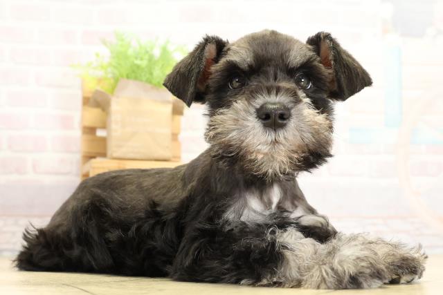 静岡県のミニチュアシュナウザー (Coo&RIKU掛川店/2025年10月29日生まれ/男の子/ブラックシルバー)の子犬の2枚目の画像