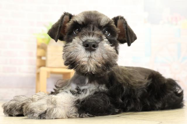 静岡県のミニチュアシュナウザー (Coo&RIKU掛川店/2025年10月29日生まれ/男の子/ブラックシルバー)の子犬の3枚目の画像