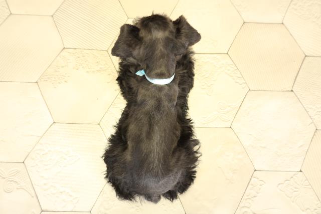 静岡県のミニチュアシュナウザー (Coo&RIKU掛川店/2025年10月29日生まれ/男の子/ブラックシルバー)の子犬の4枚目の画像