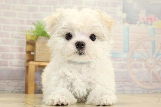 愛知県のマルチーズ (Coo&RIKU春日井店/2025年10月29日生まれ/男の子/ホワイト)の子犬の1枚目の画像