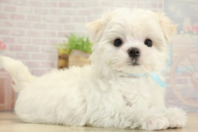 愛知県のマルチーズ (Coo&RIKU春日井店/2025年10月29日生まれ/男の子/ホワイト)の子犬の2枚目の画像