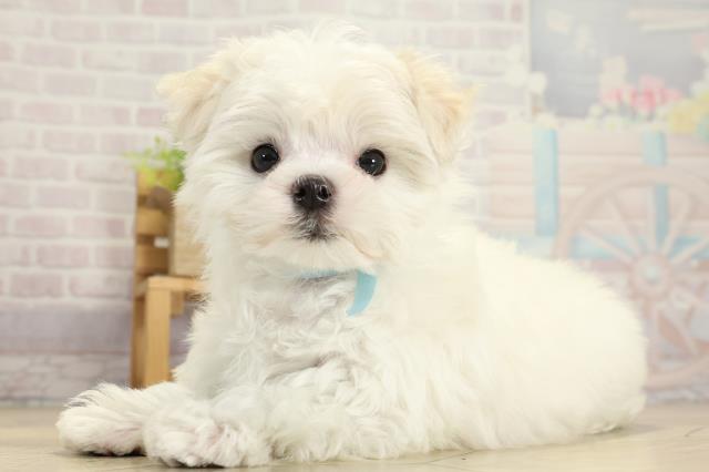 愛知県のマルチーズ (Coo&RIKU春日井店/2025年10月29日生まれ/男の子/ホワイト)の子犬の3枚目の画像