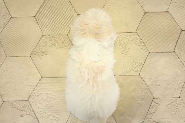 愛知県のマルチーズ (Coo&RIKU春日井店/2025年10月29日生まれ/男の子/ホワイト)の子犬の4枚目の画像