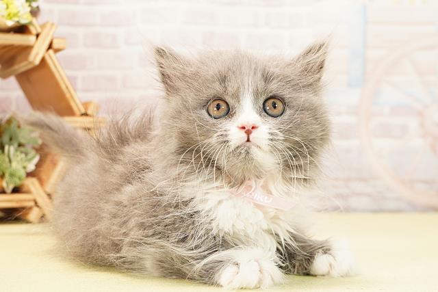 静岡県のブリティッシュロングヘアー (Coo&RIKU掛川店/2025年10月29日生まれ/女の子/ブルーホワイト)の子猫の2枚目の画像
