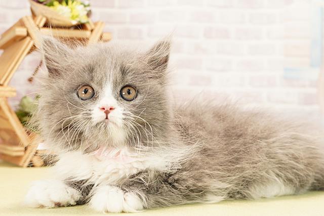 静岡県のブリティッシュロングヘアー (Coo&RIKU掛川店/2025年10月29日生まれ/女の子/ブルーホワイト)の子猫の3枚目の画像