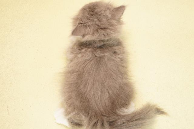 静岡県のブリティッシュロングヘアー (Coo&RIKU掛川店/2025年10月29日生まれ/女の子/ブルーホワイト)の子猫の4枚目の画像