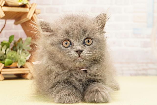 静岡県のブリティッシュロングヘアー (Coo&RIKU藤枝店/2025年10月29日生まれ/女の子/ブルー)の子猫の1枚目の画像