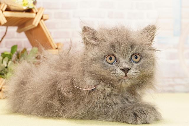 静岡県のブリティッシュロングヘアー (Coo&RIKU藤枝店/2025年10月29日生まれ/女の子/ブルー)の子猫の2枚目の画像