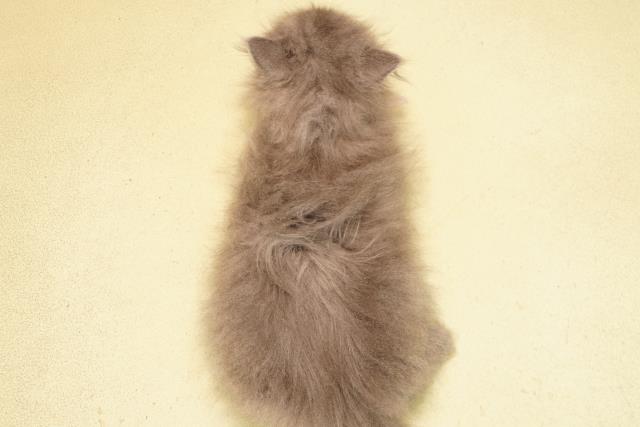 静岡県のブリティッシュロングヘアー (Coo&RIKU藤枝店/2025年10月29日生まれ/女の子/ブルー)の子猫の4枚目の画像