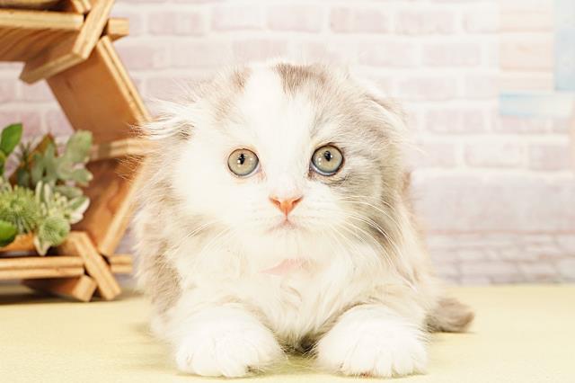 岐阜県のスコティッシュフォールド (Coo&RIKU岐南店/2025年10月28日生まれ/女の子/シルバーパッチドタビーホワイト)の子猫の1枚目の画像