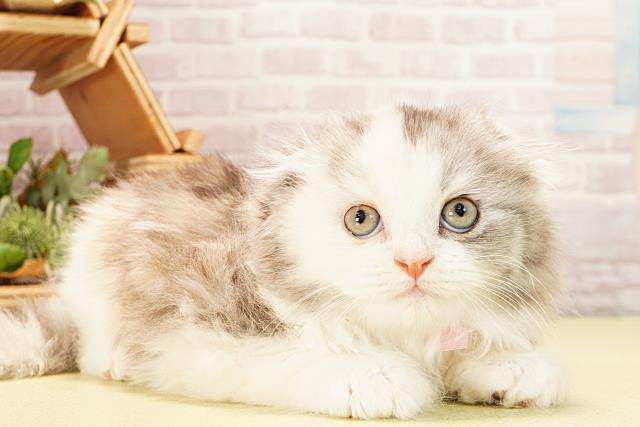 岐阜県のスコティッシュフォールド (Coo&RIKU岐南店/2025年10月28日生まれ/女の子/シルバーパッチドタビーホワイト)の子猫の2枚目の画像