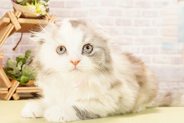 岐阜県のスコティッシュフォールド (Coo&RIKU岐南店/2025年10月28日生まれ/女の子/シルバーパッチドタビーホワイト)の子猫の3枚目の画像