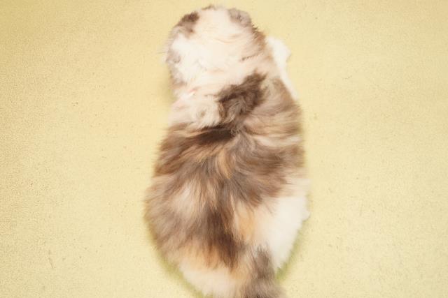 岐阜県のスコティッシュフォールド (Coo&RIKU岐南店/2025年10月28日生まれ/女の子/シルバーパッチドタビーホワイト)の子猫の4枚目の画像