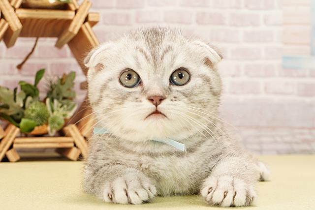 愛知県のスコティッシュフォールド (Coo&RIKU春日井店/2025年10月28日生まれ/男の子/シルバータビー)の子猫の1枚目の画像
