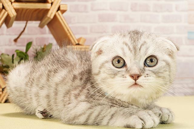 愛知県のスコティッシュフォールド (Coo&RIKU春日井店/2025年10月28日生まれ/男の子/シルバータビー)の子猫の2枚目の画像