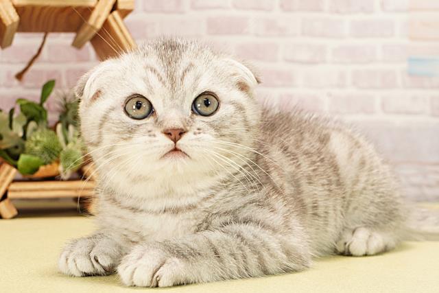 愛知県のスコティッシュフォールド (Coo&RIKU春日井店/2025年10月28日生まれ/男の子/シルバータビー)の子猫の3枚目の画像