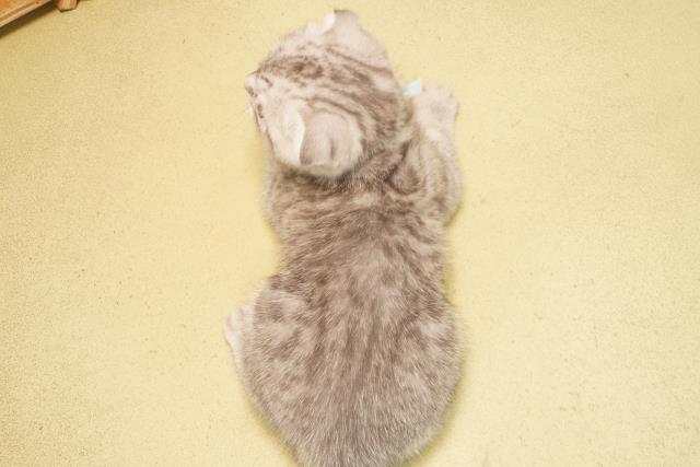 愛知県のスコティッシュフォールド (Coo&RIKU春日井店/2025年10月28日生まれ/男の子/シルバータビー)の子猫の4枚目の画像