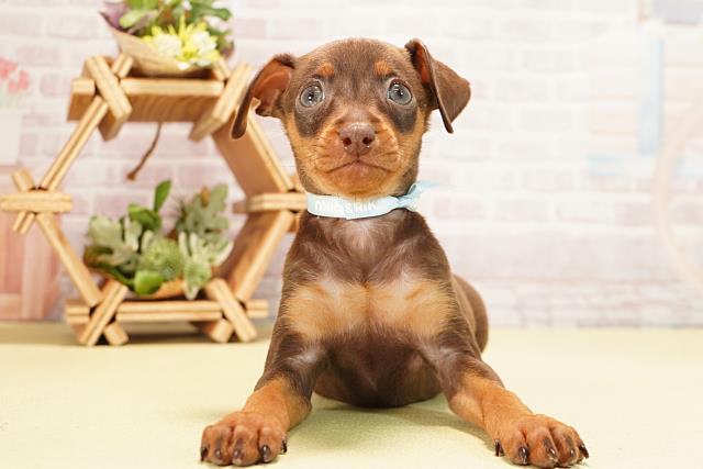 愛知県のミニチュアピンシャー (Coo&RIKU春日井店/2025年10月28日生まれ/男の子/チョコレートタン)の子犬の1枚目の画像