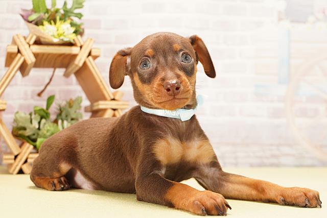 愛知県のミニチュアピンシャー (Coo&RIKU春日井店/2025年10月28日生まれ/男の子/チョコレートタン)の子犬の2枚目の画像