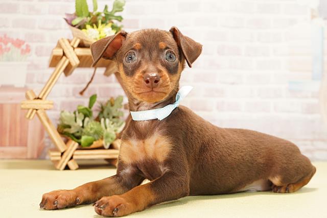 愛知県のミニチュアピンシャー (Coo&RIKU春日井店/2025年10月28日生まれ/男の子/チョコレートタン)の子犬の3枚目の画像