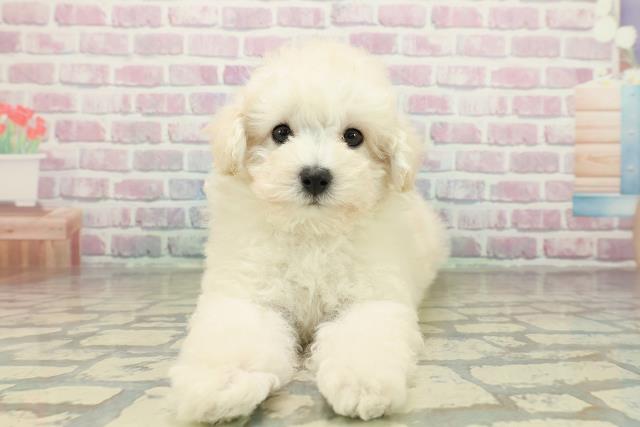 茨城県のトイプードル(トイ) (Coo&RIKU日立店/2025年10月28日生まれ/男の子/クリーム)の子犬の1枚目の画像