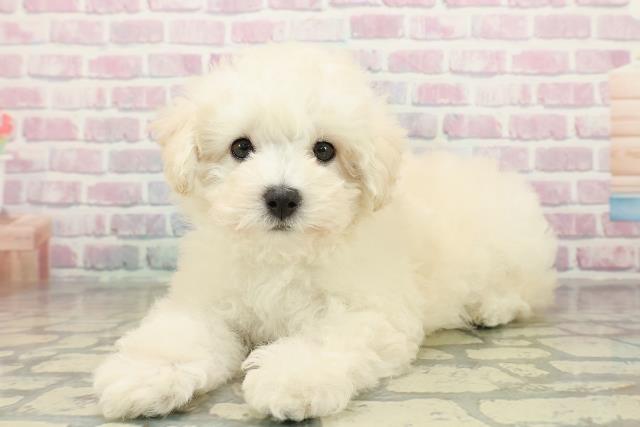 茨城県のトイプードル(トイ) (Coo&RIKU日立店/2025年10月28日生まれ/男の子/クリーム)の子犬の2枚目の画像