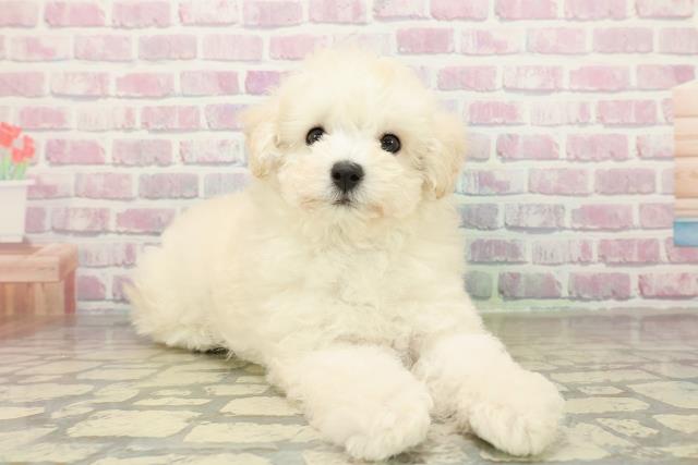 茨城県のトイプードル(トイ) (Coo&RIKU日立店/2025年10月28日生まれ/男の子/クリーム)の子犬の3枚目の画像