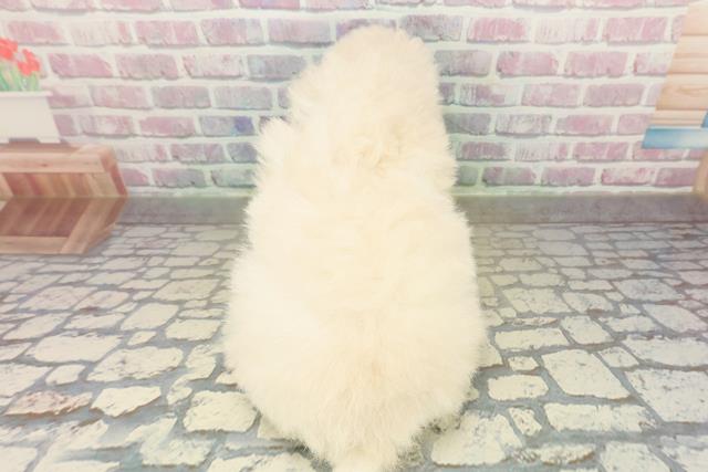 茨城県のトイプードル(トイ) (Coo&RIKU日立店/2025年10月28日生まれ/男の子/クリーム)の子犬の4枚目の画像