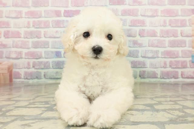 茨城県のトイプードル(トイ) (Coo&RIKU石岡店/2025年10月28日生まれ/女の子/クリーム)の子犬の1枚目の画像