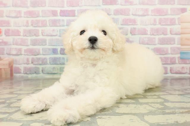 茨城県のトイプードル(トイ) (Coo&RIKU石岡店/2025年10月28日生まれ/女の子/クリーム)の子犬の2枚目の画像