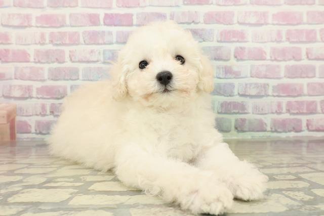 茨城県のトイプードル(トイ) (Coo&RIKU石岡店/2025年10月28日生まれ/女の子/クリーム)の子犬の3枚目の画像