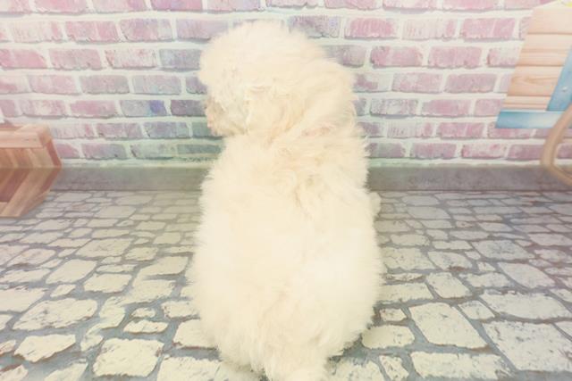 茨城県のトイプードル(トイ) (Coo&RIKU石岡店/2025年10月28日生まれ/女の子/クリーム)の子犬の4枚目の画像