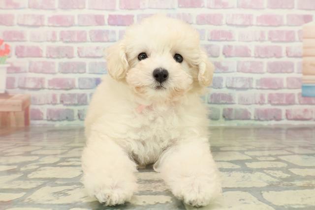 栃木県のトイプードル(トイ) (Coo&RIKUFKDインターパーク店/2025年10月28日生まれ/女の子/クリーム)の子犬の1枚目の画像