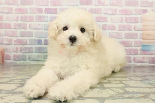 栃木県のトイプードル(トイ) (Coo&RIKUFKDインターパーク店/2025年10月28日生まれ/女の子/クリーム)の子犬の2枚目の画像