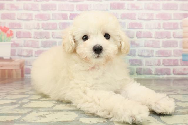 栃木県のトイプードル(トイ) (Coo&RIKUFKDインターパーク店/2025年10月28日生まれ/女の子/クリーム)の子犬の3枚目の画像