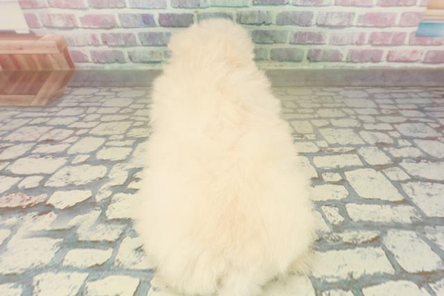 栃木県のトイプードル(トイ) (Coo&RIKUFKDインターパーク店/2025年10月28日生まれ/女の子/クリーム)の子犬の4枚目の画像