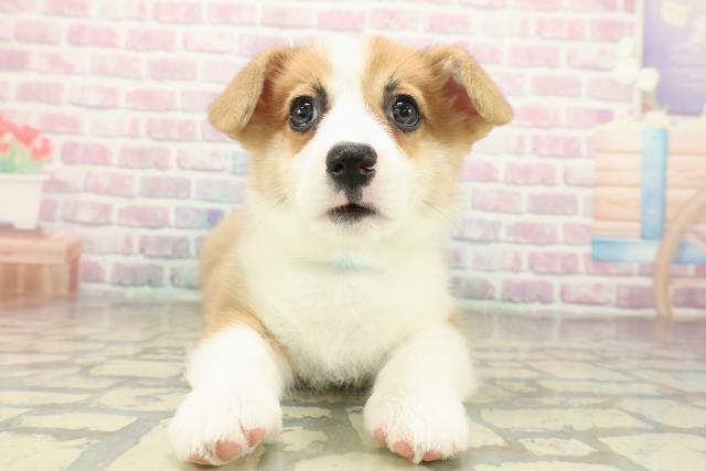 栃木県のウェルシュコーギーペンブローク (Coo&RIKUFKDインターパーク店/2025年10月29日生まれ/男の子/レッドホワイト)の子犬