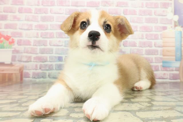 栃木県のウェルシュコーギーペンブローク (Coo&RIKUFKDインターパーク店/2025年10月29日生まれ/男の子/レッドホワイト)の子犬の2枚目の画像