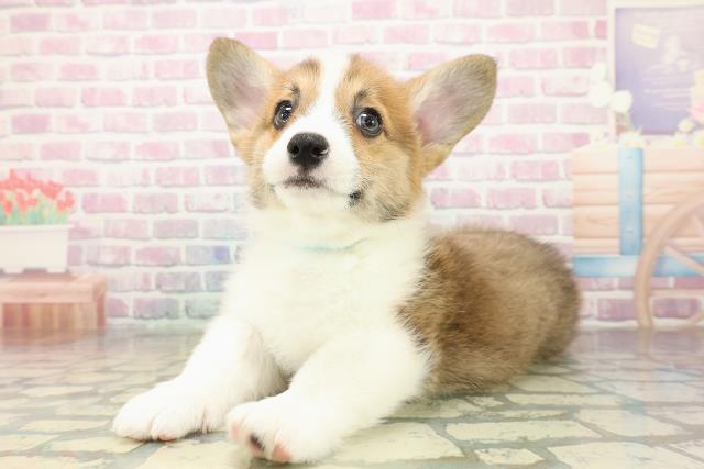 茨城県のウェルシュコーギーペンブローク (Coo&RIKU日立店/2025年10月29日生まれ/男の子/レッドホワイト)の子犬の2枚目の画像